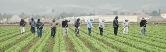 Campesinos